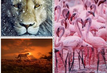 1608283371284518.jpg lADPDgCwQNy8gRzM980BaA_360_247.jpg